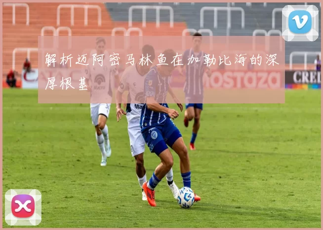 解析迈阿密马林鱼在加勒比海的深厚根基